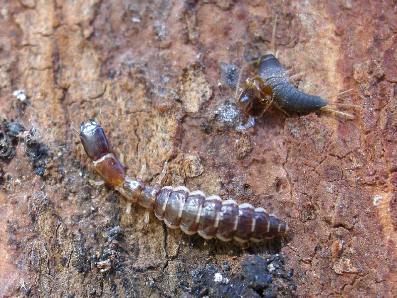 larve Rafidiotteri Parainocellia bicolor, Fibla machlachlani